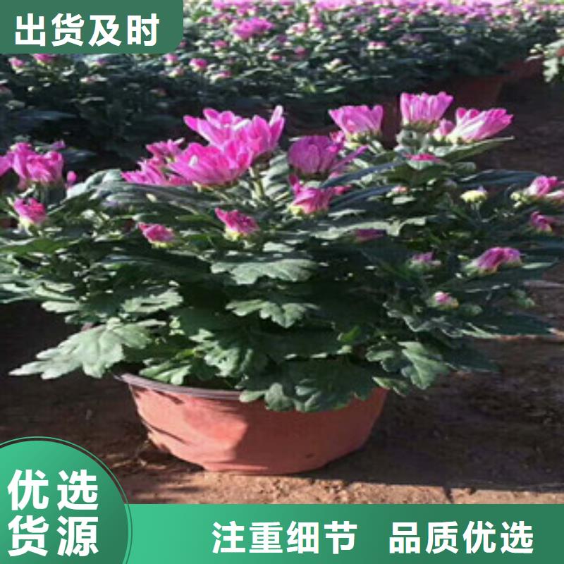 花海景观花海景观工程多年经验值得信赖