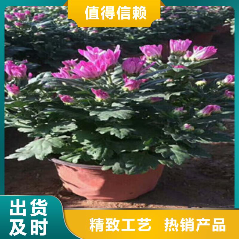 【花海景观宿根花卉基地质量不佳尽管来找我】