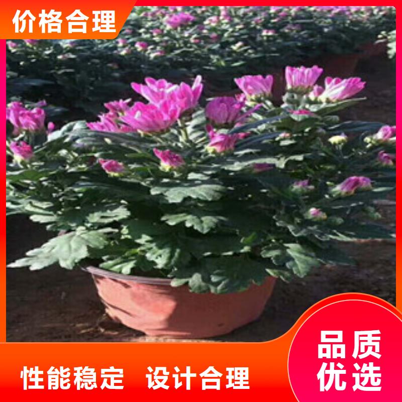 花海景观水生植物/荷花睡莲发货及时