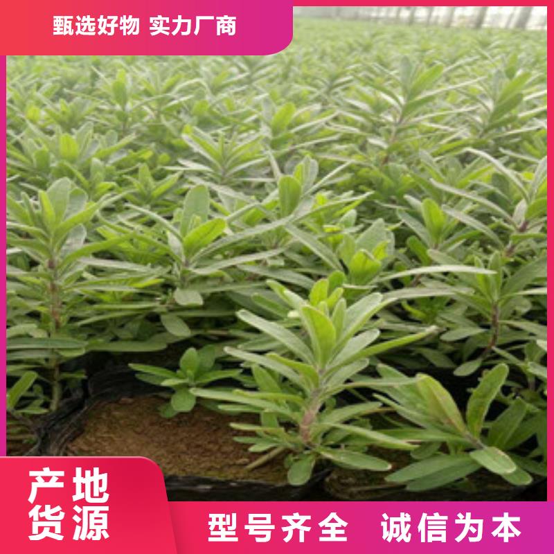 【花海景观耐寒耐旱草花基地质量安心】