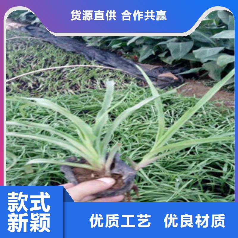 【花海景观鲁冰花/粉黛乱子草放心得选择】