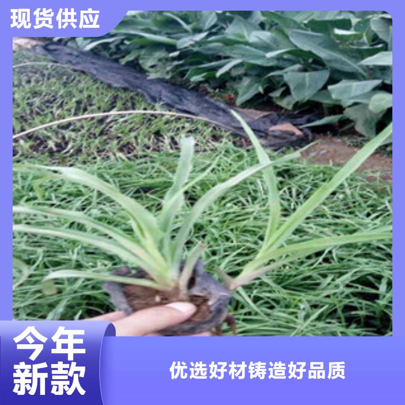 花海景观-【五一国庆草花批发】每个细节都严格把关