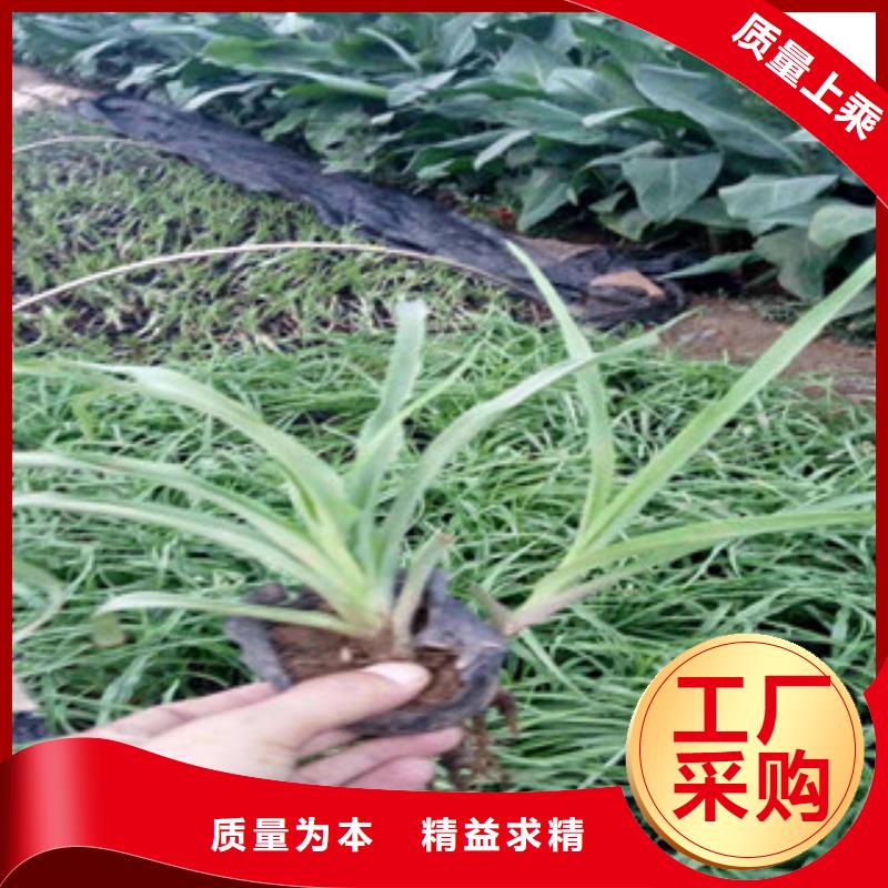 【花海景观观赏草/蒲苇狼尾草品质无所畏惧】