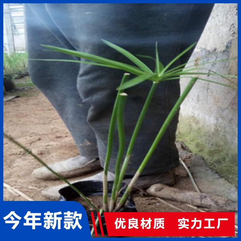 【花海景观观赏草/蒲苇狼尾草品质无所畏惧】