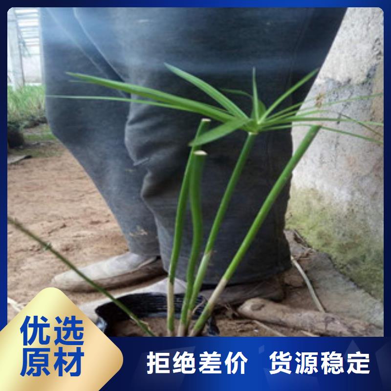 花海景观【水生植物/荷花睡莲】款式多样