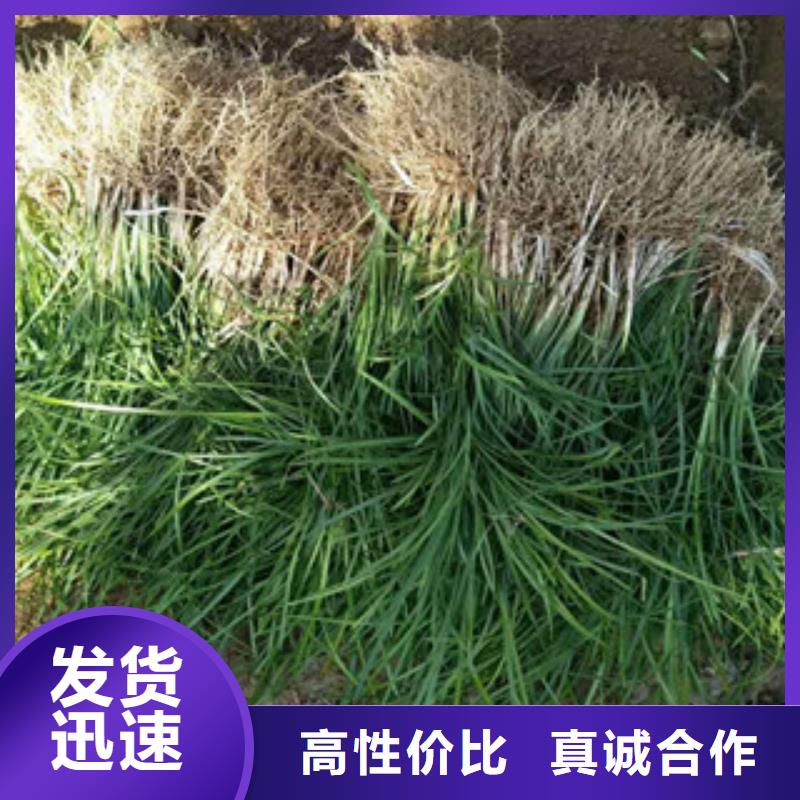 【花海景观观赏草/蒲苇狼尾草品质无所畏惧】