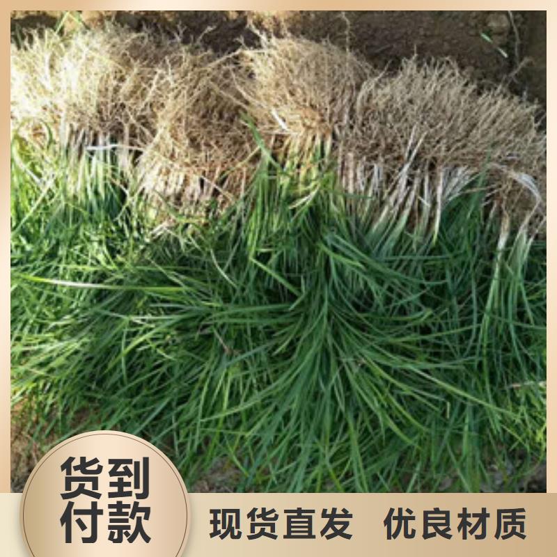 花海景观_【柳叶马鞭草/薰衣草】原厂制造