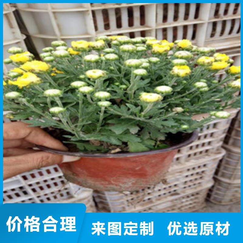 花海景观【水生植物/荷花睡莲】来图定制量大从优