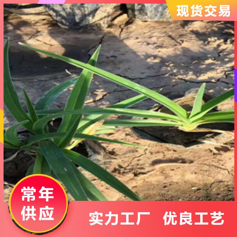 花海景观时令花卉/绿化草花价格严选用料