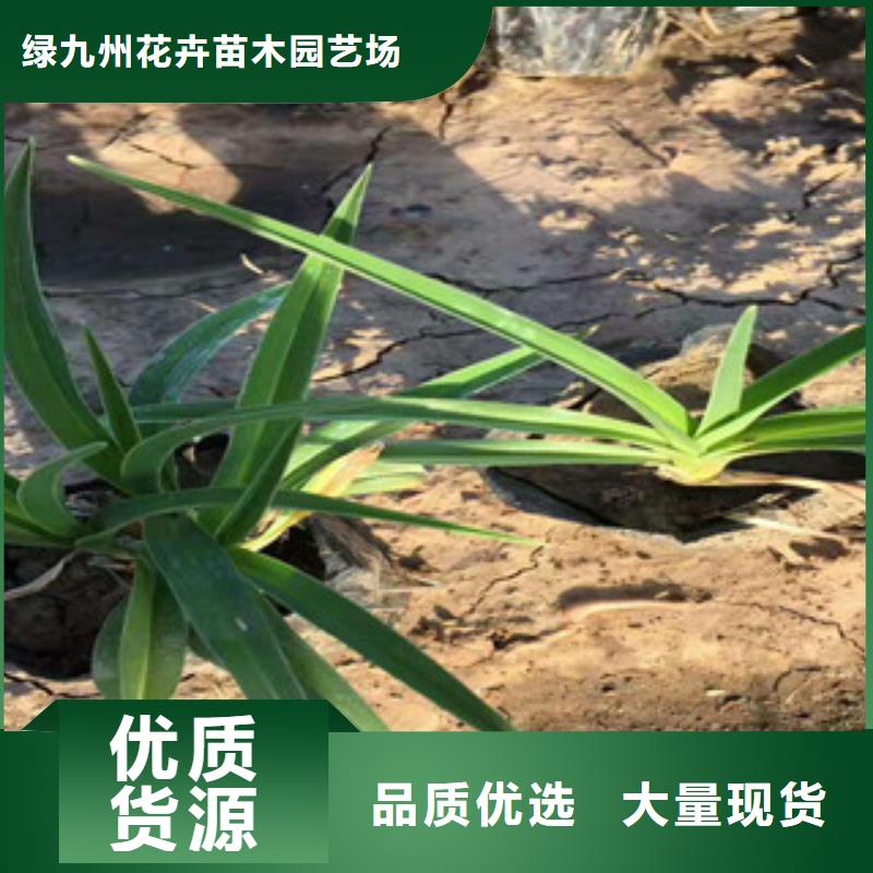 花海景观,鲁冰花/粉黛乱子草诚信商家