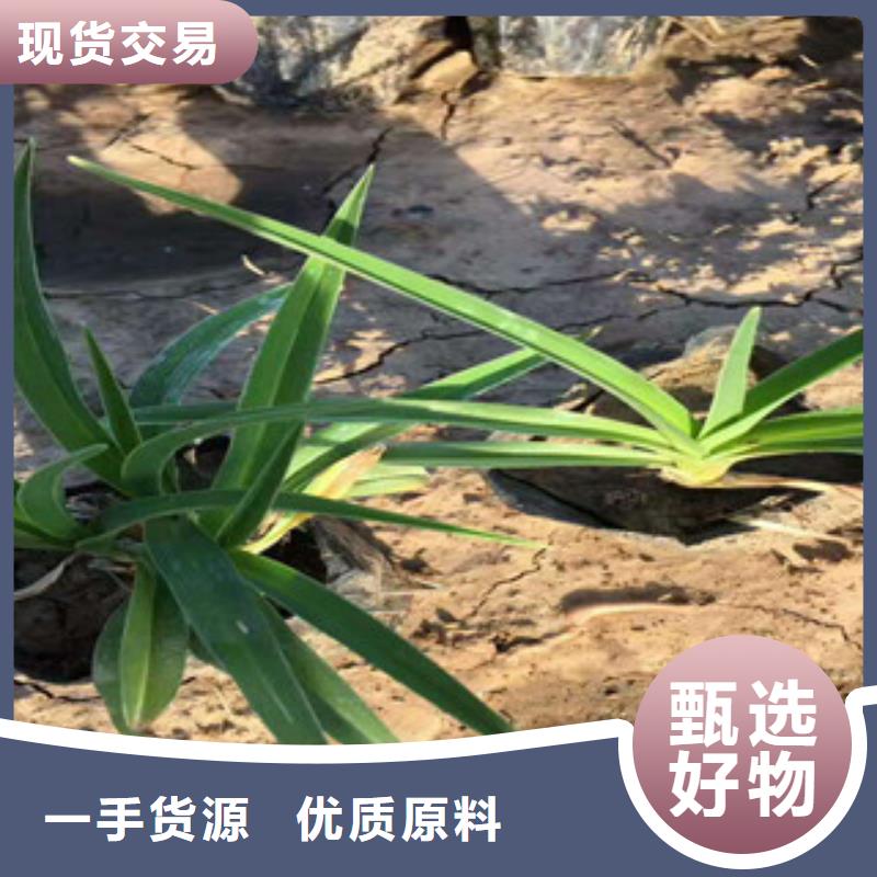 花海景观,鲁冰花/粉黛乱子草用的放心