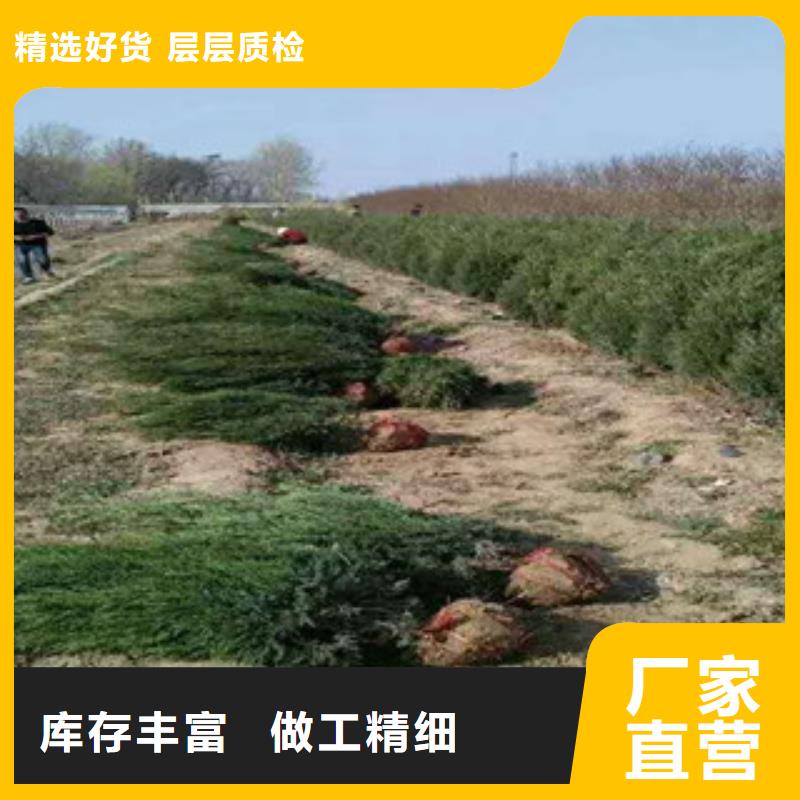 花海景观,水生植物/荷花睡莲主推产品