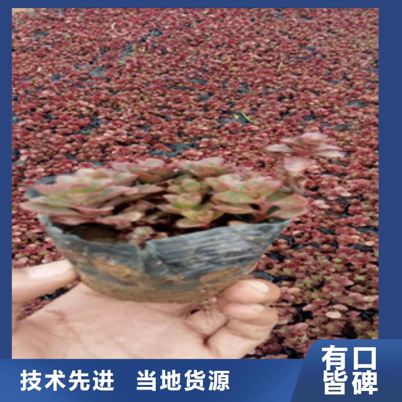 花海景观-【五一国庆草花批发】每个细节都严格把关