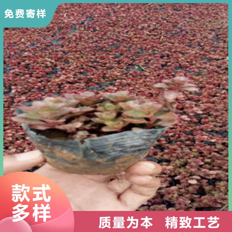 花海景观柳叶马鞭草/薰衣草一站式供应厂家