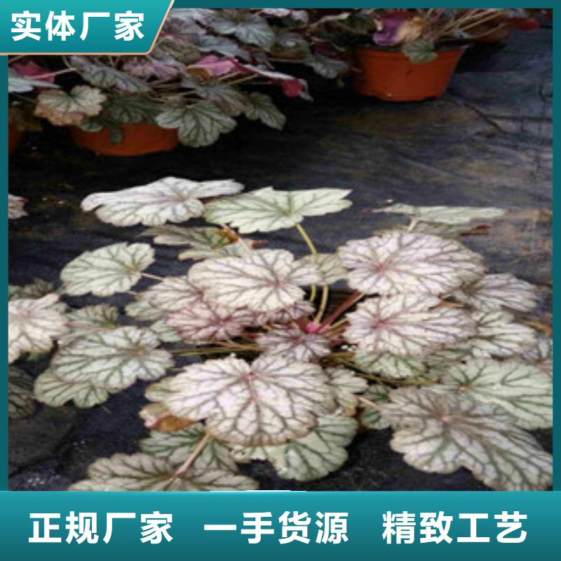 花海景观鲁冰花/粉黛乱子草定制不额外收费