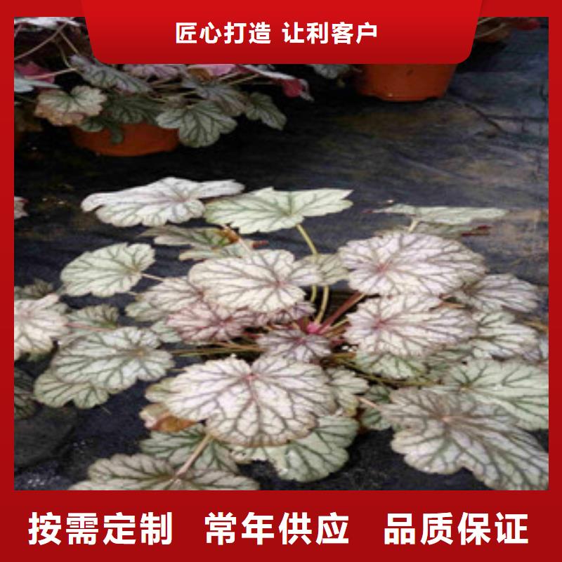 【花海景观观赏草/蒲苇狼尾草品质无所畏惧】