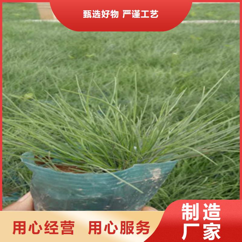 【花海景观观赏草/蒲苇狼尾草品质无所畏惧】