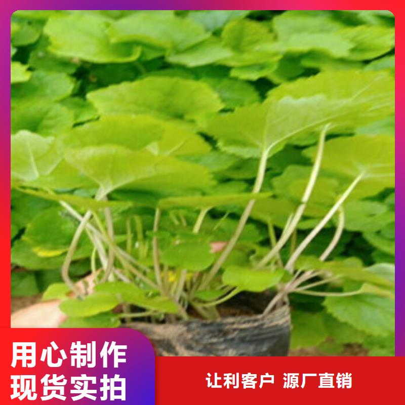 【花海景观-观赏草/蒲苇狼尾草源头厂家经验丰富】