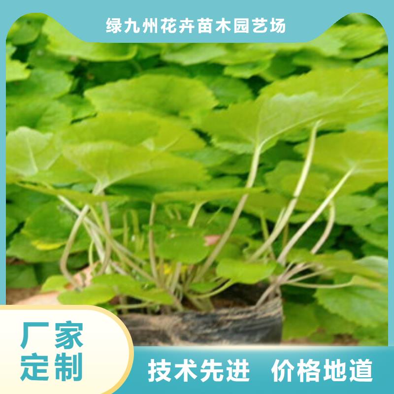 花海景观【耐寒耐旱草花基地】质量优价格低