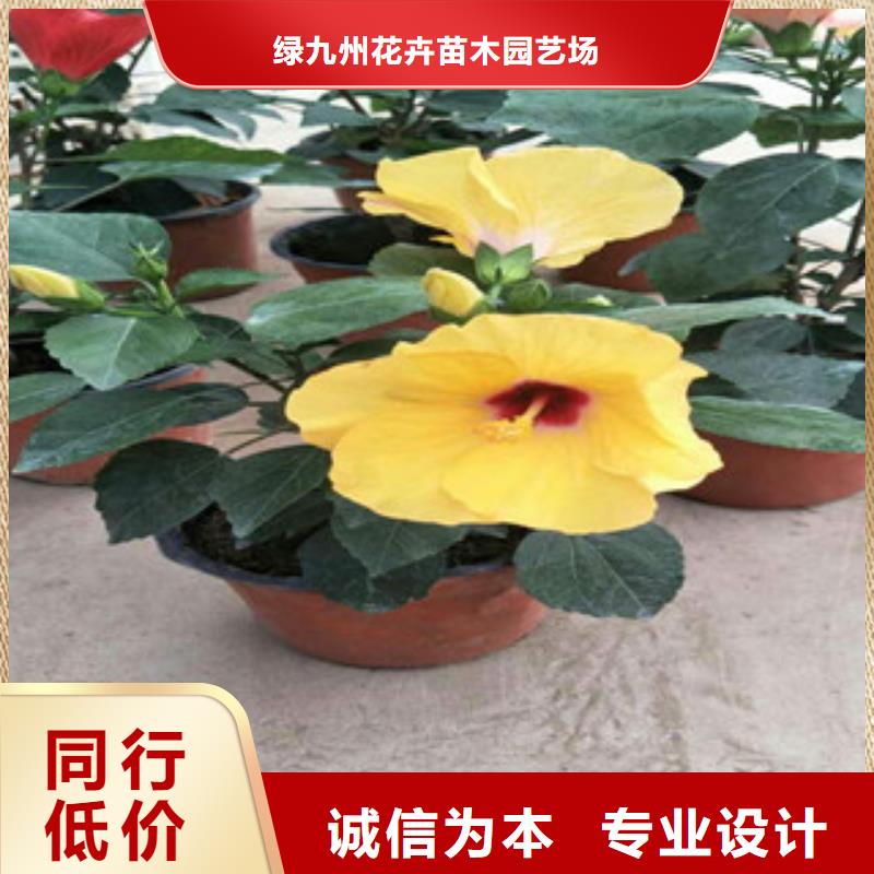 花海景观【水生植物/荷花睡莲】款式多样