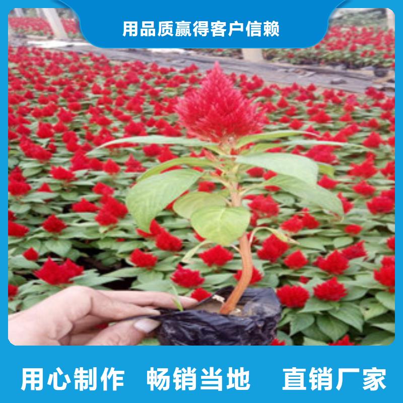 花海景观-【五一国庆草花批发】每个细节都严格把关