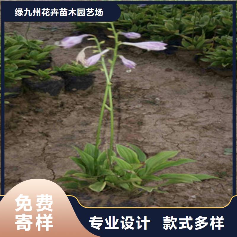 花海景观柳叶马鞭草/薰衣草厂家直销直供