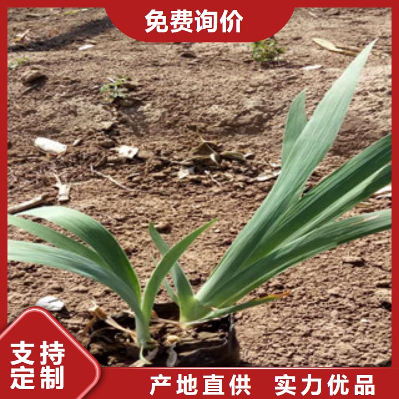 花海景观【水生植物/荷花睡莲】款式多样