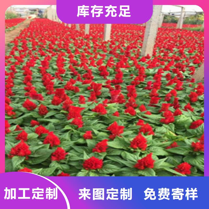 花海景观时令花卉/绿化草花价格质量无忧