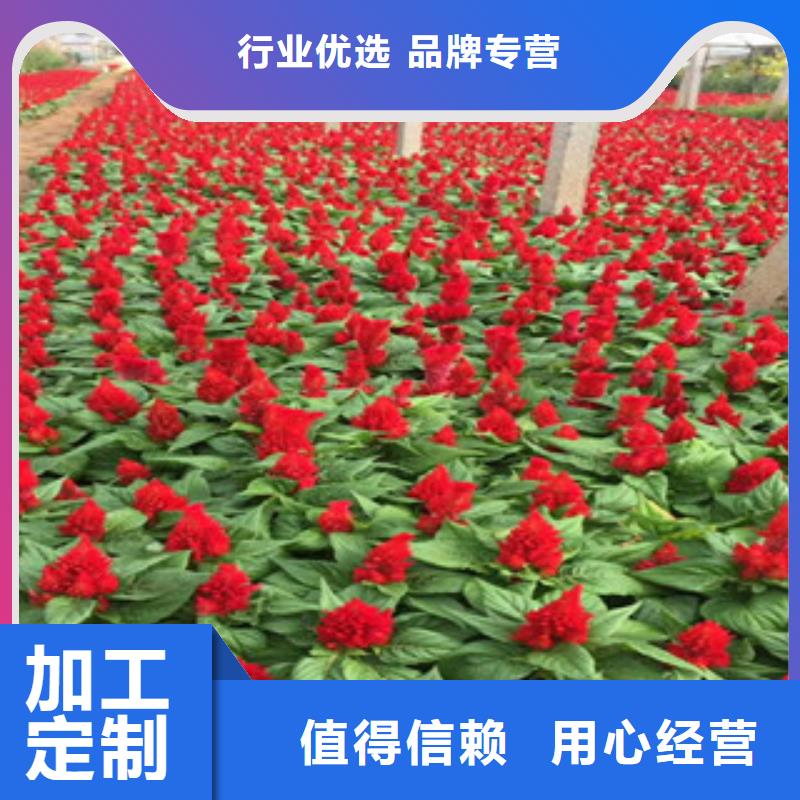 花海景观耐寒耐旱草花基地实拍展现