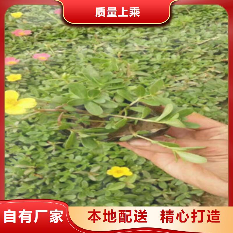 花海景观耐寒耐旱草花基地品质之选