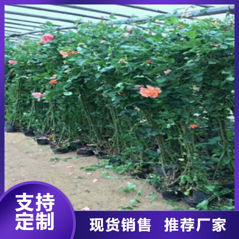 花海景观宿根花卉基地品质好才是硬道理