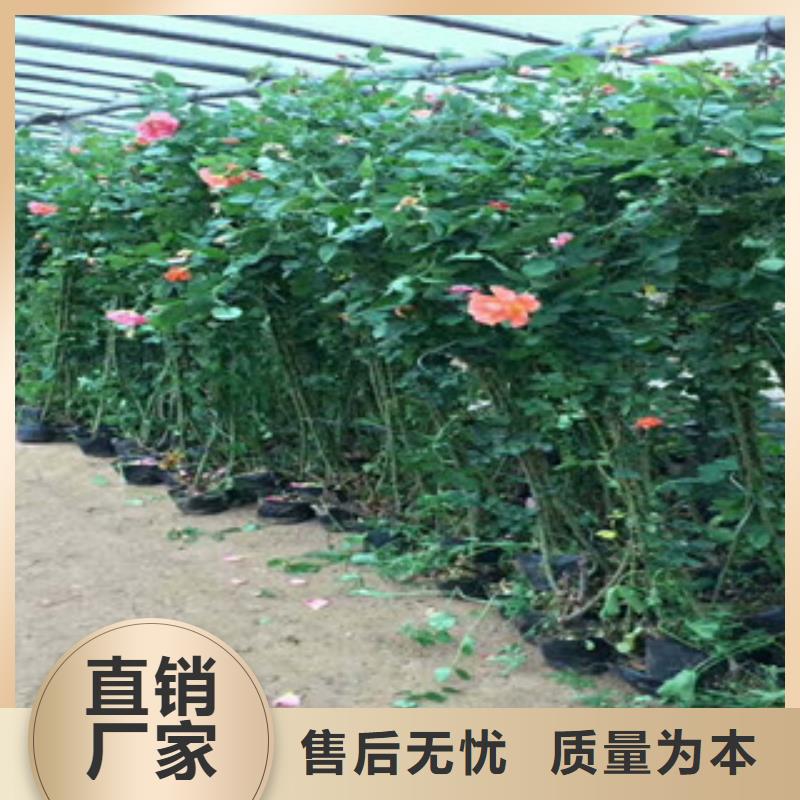 【花海景观宿根花卉基地质量不佳尽管来找我】