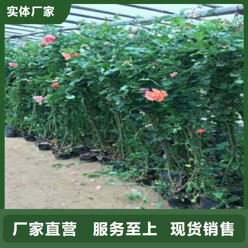 【花海景观花海景观工程多种规格可选】