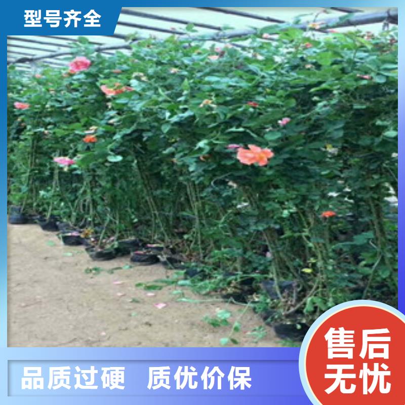 【花海景观】宿根花卉基地安装简单