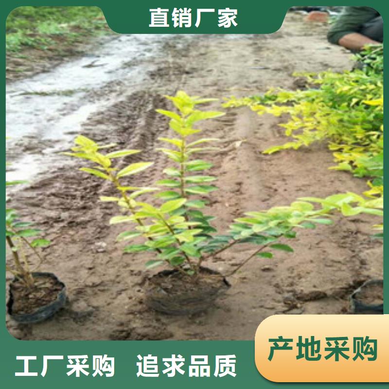 花海景观【耐寒耐旱草花基地】质量优价格低