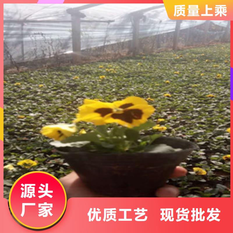 【花海景观-时令花卉/绿化草花价格好产品不怕比】