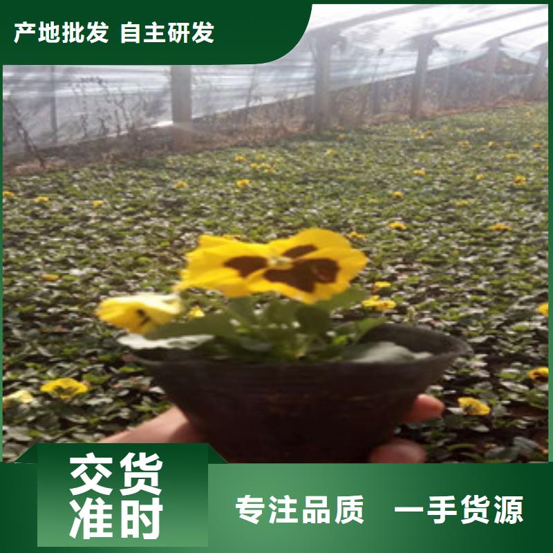 花海景观耐寒耐旱草花基地品质之选