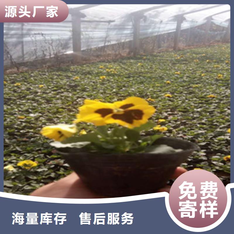 花海景观花海景观工程厂家质量过硬