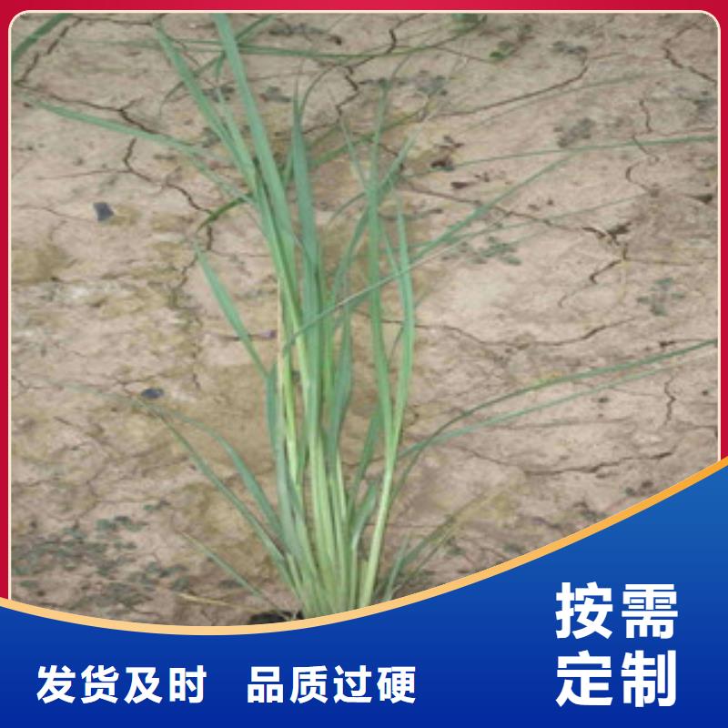 花海景观【水生植物/荷花睡莲】来图定制量大从优