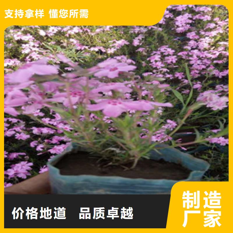 花海景观鲁冰花/粉黛乱子草库存齐全厂家直供