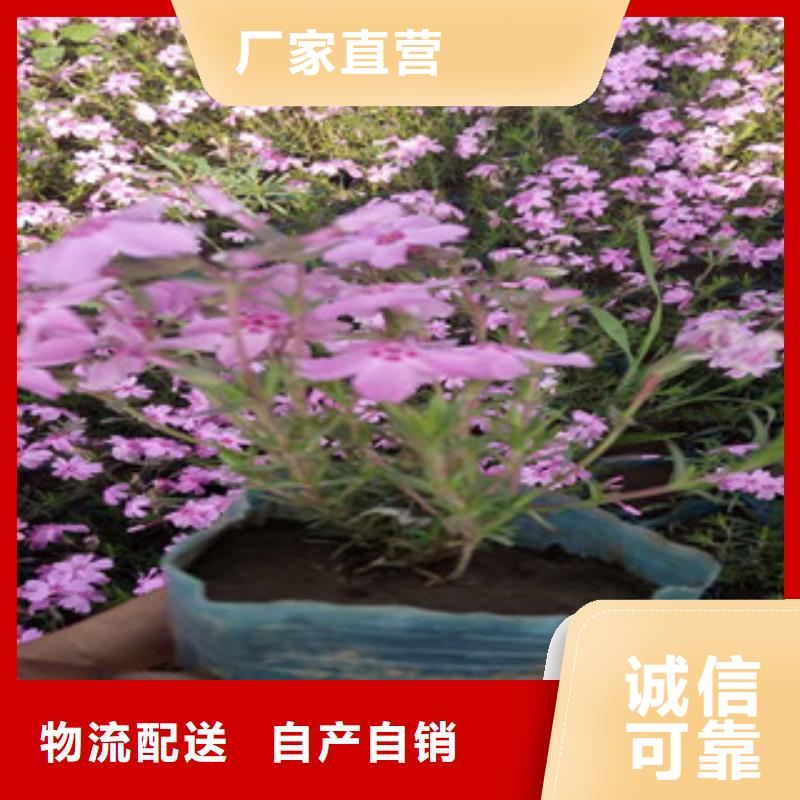 【花海景观宿根花卉基地大厂家实力看得见】