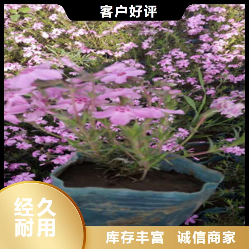 【花海景观宿根花卉基地质量不佳尽管来找我】