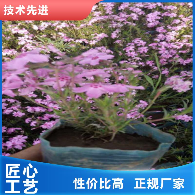 花海景观宿根花卉基地用途广泛