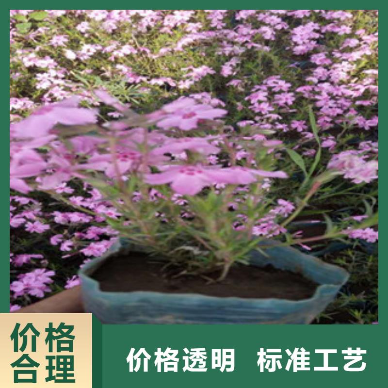 花海景观观赏草/蒲苇狼尾草产品实拍