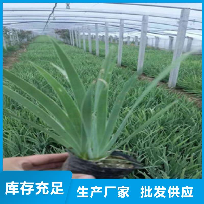 花海景观鲁冰花/粉黛乱子草定制不额外收费