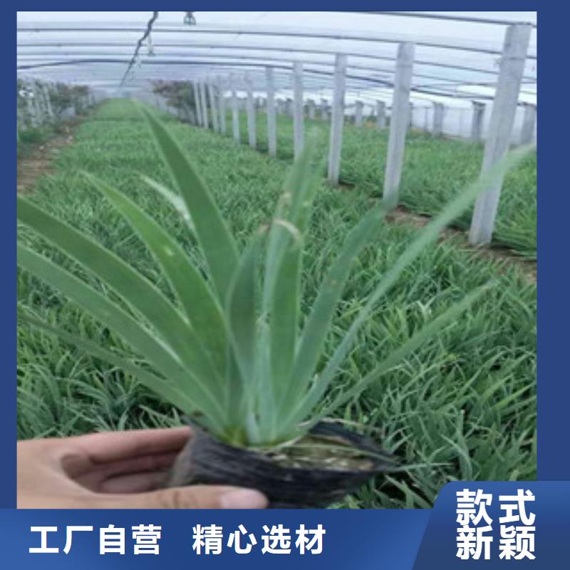 花海景观【鲁冰花/粉黛乱子草】专业厂家