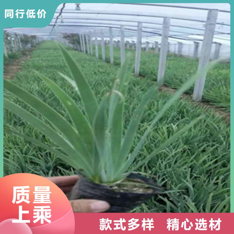 【花海景观-宿根花卉基地不只是质量好】