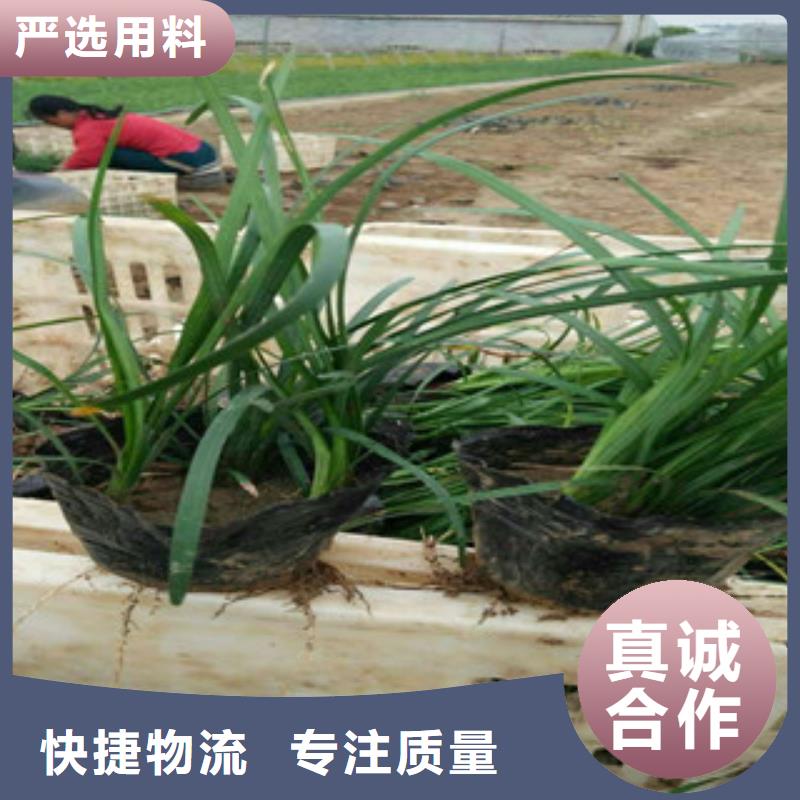 【花海景观水生植物/荷花睡莲敢与同行比价格】