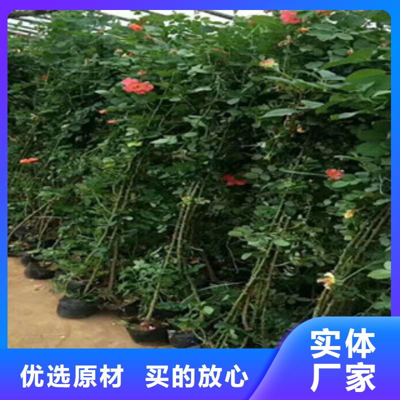 花海景观-耐寒耐旱草花基地推荐厂家