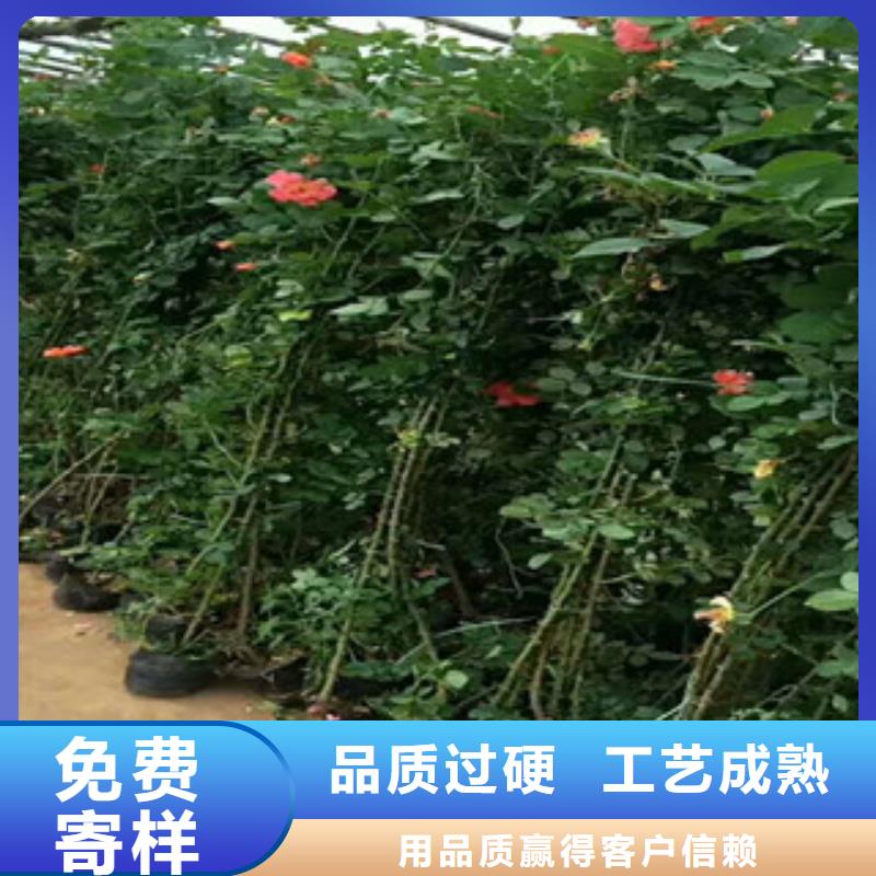 【花海景观-花海景观工程品质信得过】